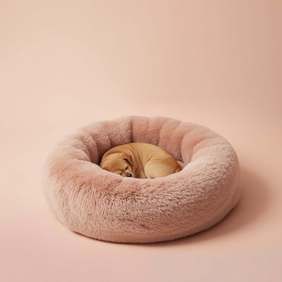 Pet Beds & Comfort